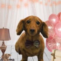 Mダックスフント