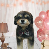 チワワ×トイプードルmix