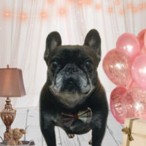 フレンチブルドッグ