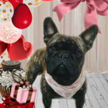 フレンチブルドッグ