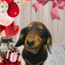 Mダックスフント