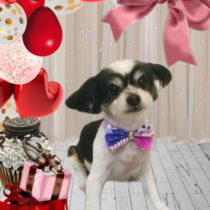 マルチーズ×チワワmix