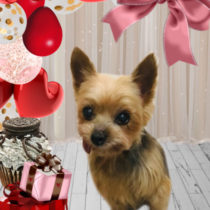 ヨークシャテリア