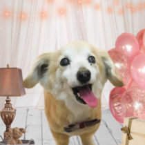 チワワ×Mダックスmix