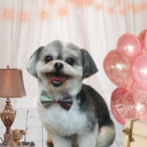 シーズー×マルチーズmix