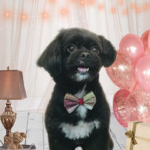 トイプードル×狆MIX