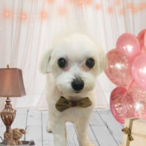 チワワ×シーズーmix