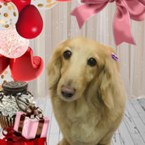 Mダックスフント