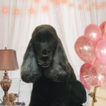 イングリッシュコッカースパニエル