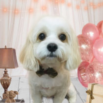 キャバリア×マルチーズmix