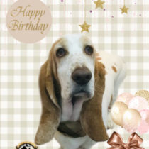 バセットハウンド