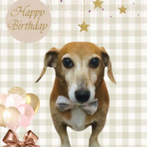 トイプードル×ジャックラッセルテリアmix