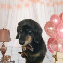 Mダックスフント