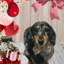 Mダックスフント