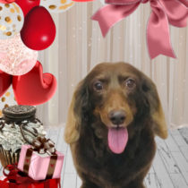 Mダックスフント