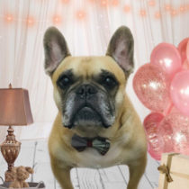 フレンチブルドッグ