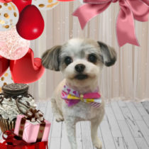 マルチーズ×チワワmix