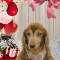 Mダックスフント