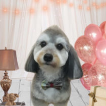 マルチーズ×Mダックスmix