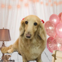 Mダックスフント