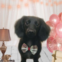 Mダックスフント