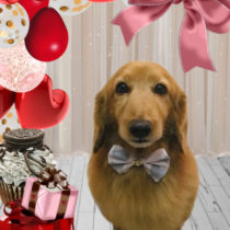 Mダックスフント