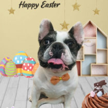 フレンチブルドッグ