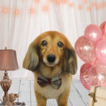 Mダックスフント