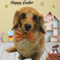 Mダックスフント