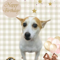 ジャックラッセルテリア