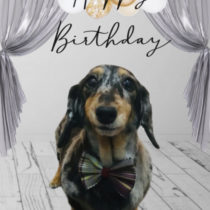 Mダックスフント