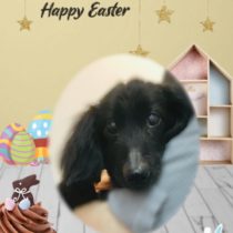 Mダックスフント