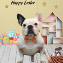 フレンチブルドッグ