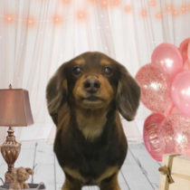 Mダックスフント