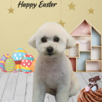 マルチーズ×トイプードルmix