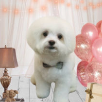 マルチーズ×チワワ