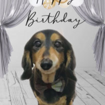 Mダックスフント