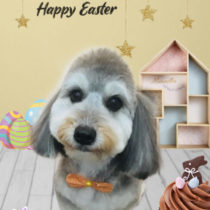 マルチーズ×Mダックスフントmix