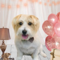 ジャックラッセル