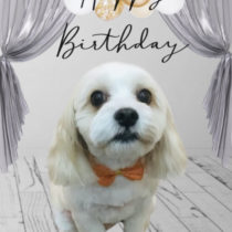 キャバリア×マルチーズmix