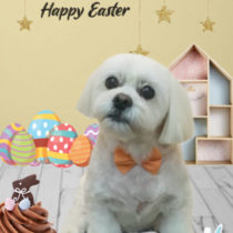 ペキニーズ×ビションフリーゼmix