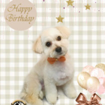 マルチーズ×トイプードルmix