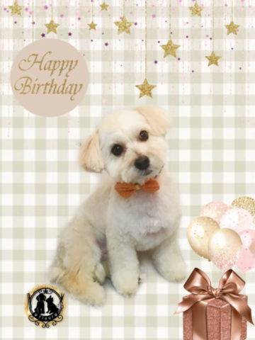 マルチーズ×トイプードルmix