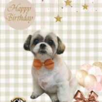 シーズー×チワワMIX