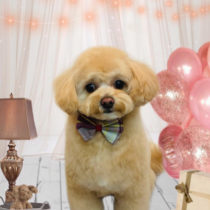 ポメラニアン＆トイプードルmix