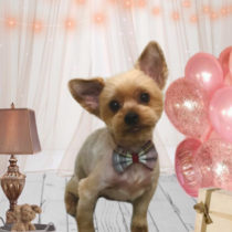 ヨークシャテリア