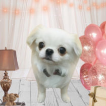 ペキニーズ×チワワ