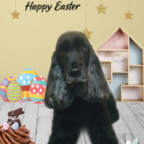 イングリッシュコッカースパニエル