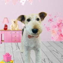 ワイヤーフォックステリア