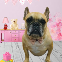 フレンチブルドッグ
